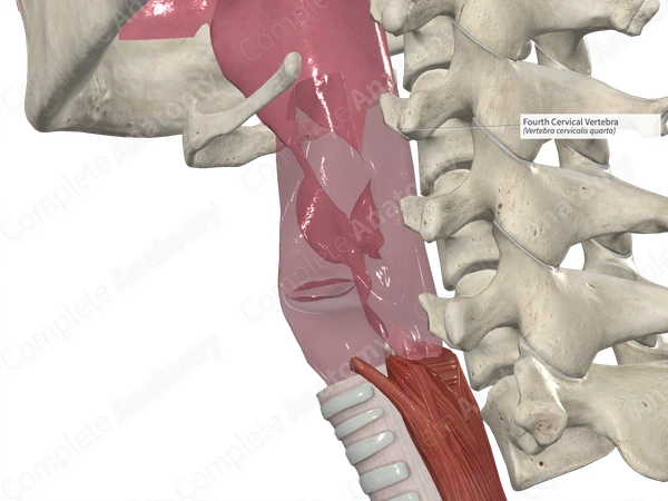Fourth Cervical Vertebra