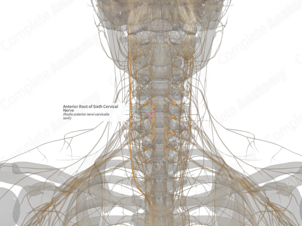 Anterior Root of Sixth Cervical Nerve (Right)