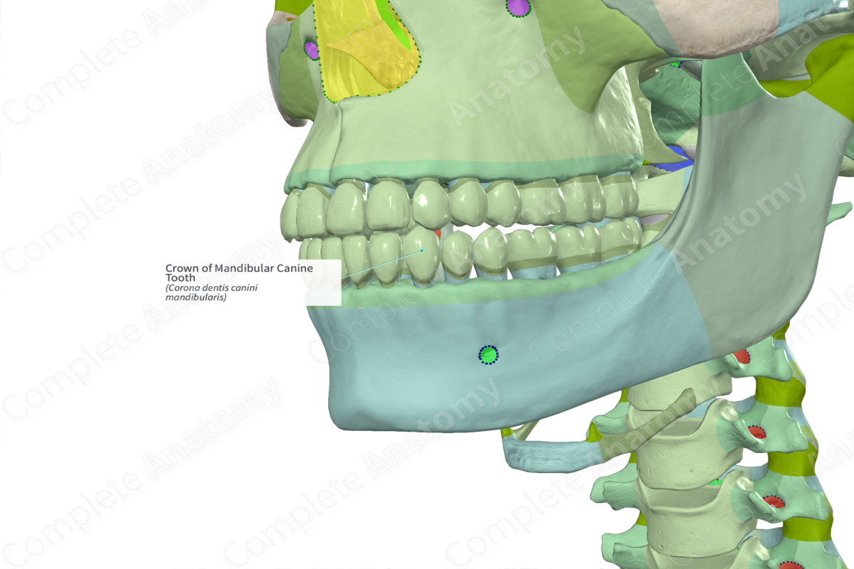 Crown of Mandibular Canine Tooth