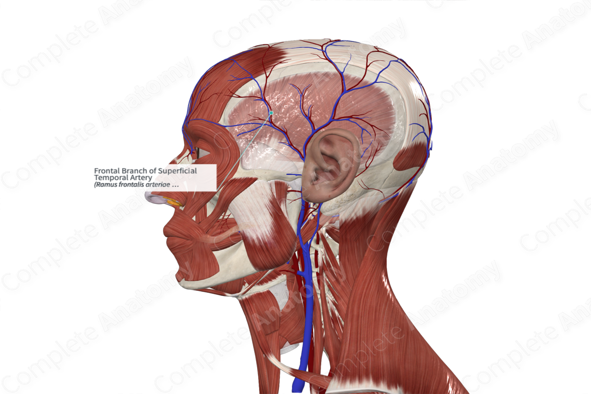 Frontal Branch of Superficial Temporal Artery 
