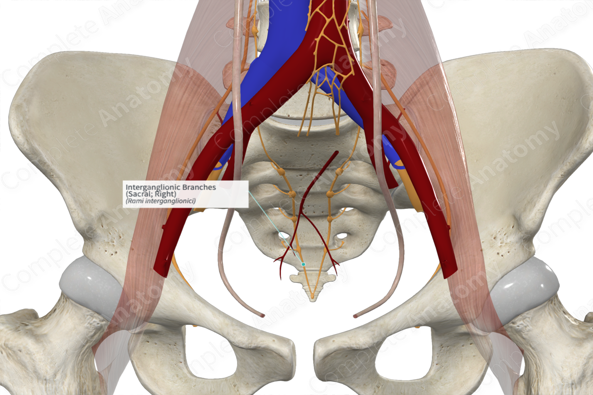 Interganglionic Branches (Sacral; Right) | Complete Anatomy