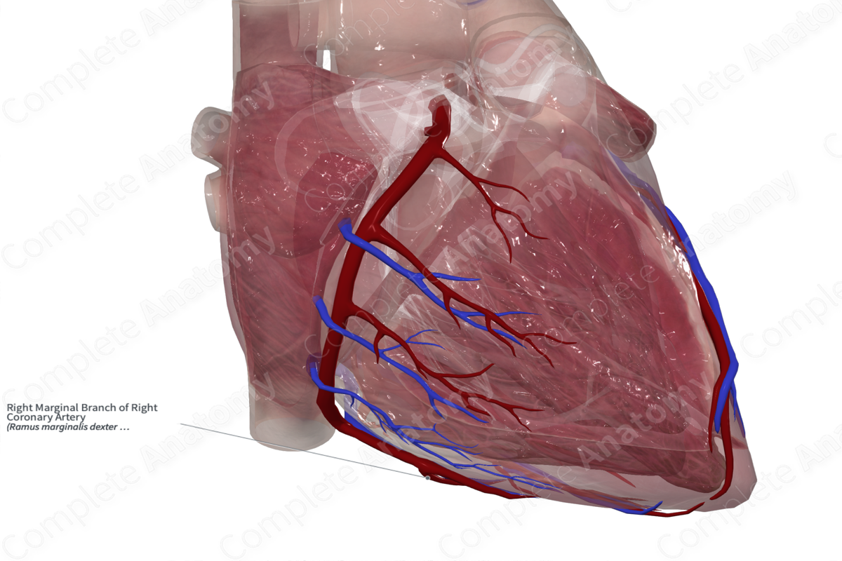 Right Marginal Branch of Right Coronary Artery