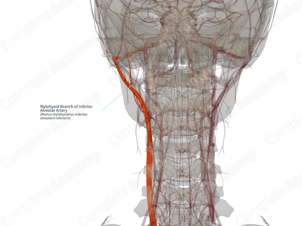 Mylohyoid Branch of Inferior Alveolar Artery (Left)