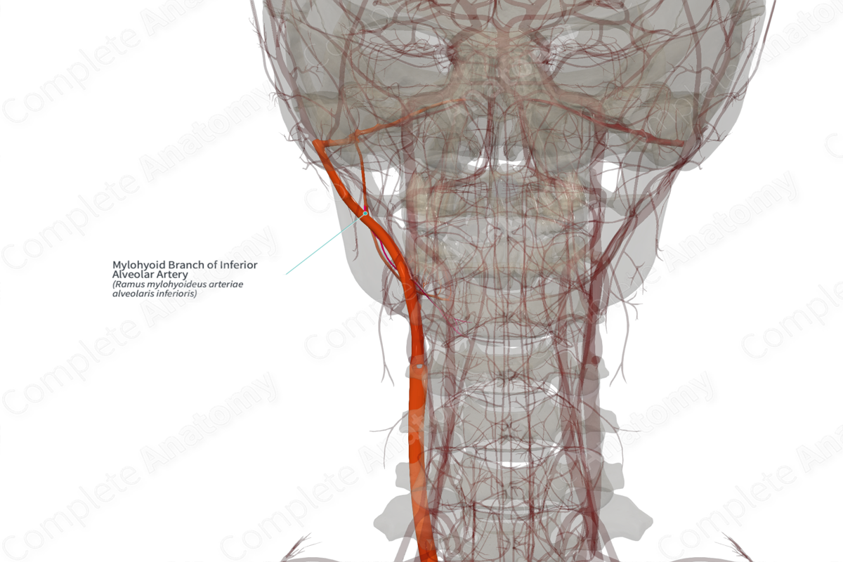 Mylohyoid Branch of Inferior Alveolar Artery (Left)
