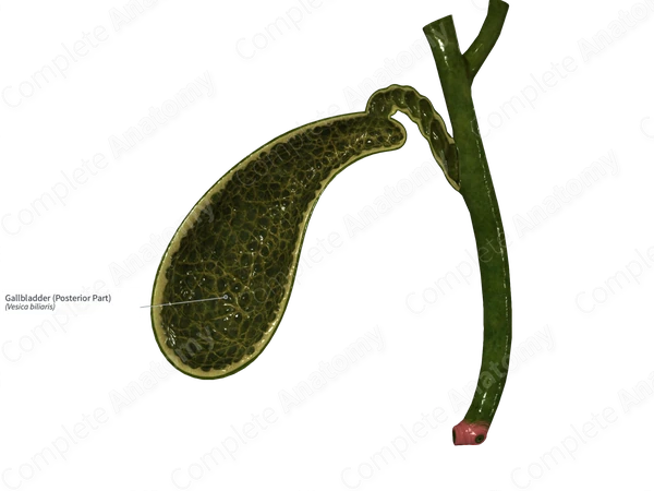 Gallbladder (Posterior Part)