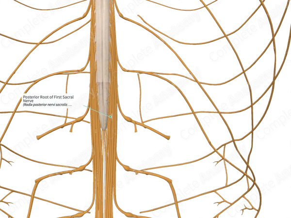 Posterior Root of First Sacral Nerve
