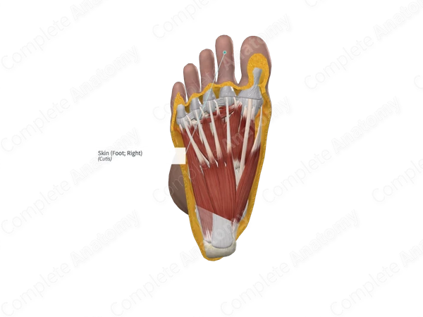 Skin (Foot; Right)