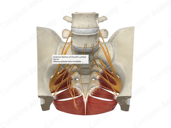 Anterior Ramus of Fourth Lumbar Nerve 