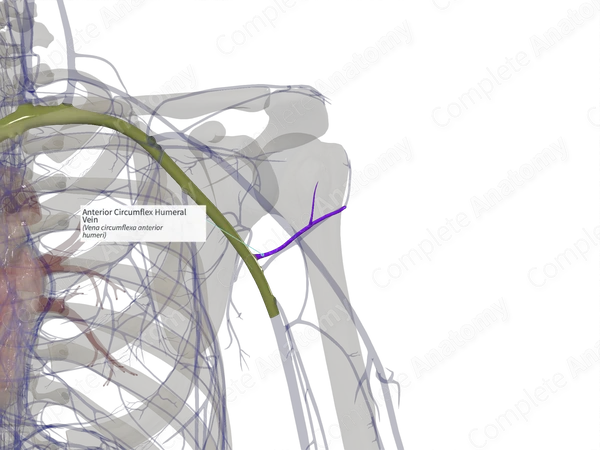 Anterior Circumflex Humeral Vein (Left)