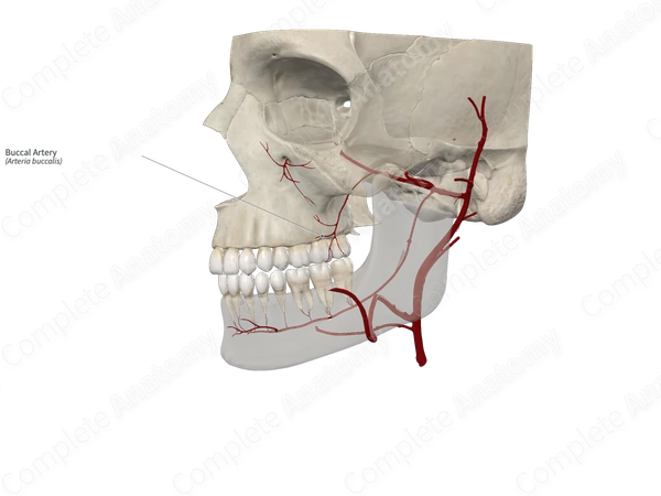 Buccal Artery