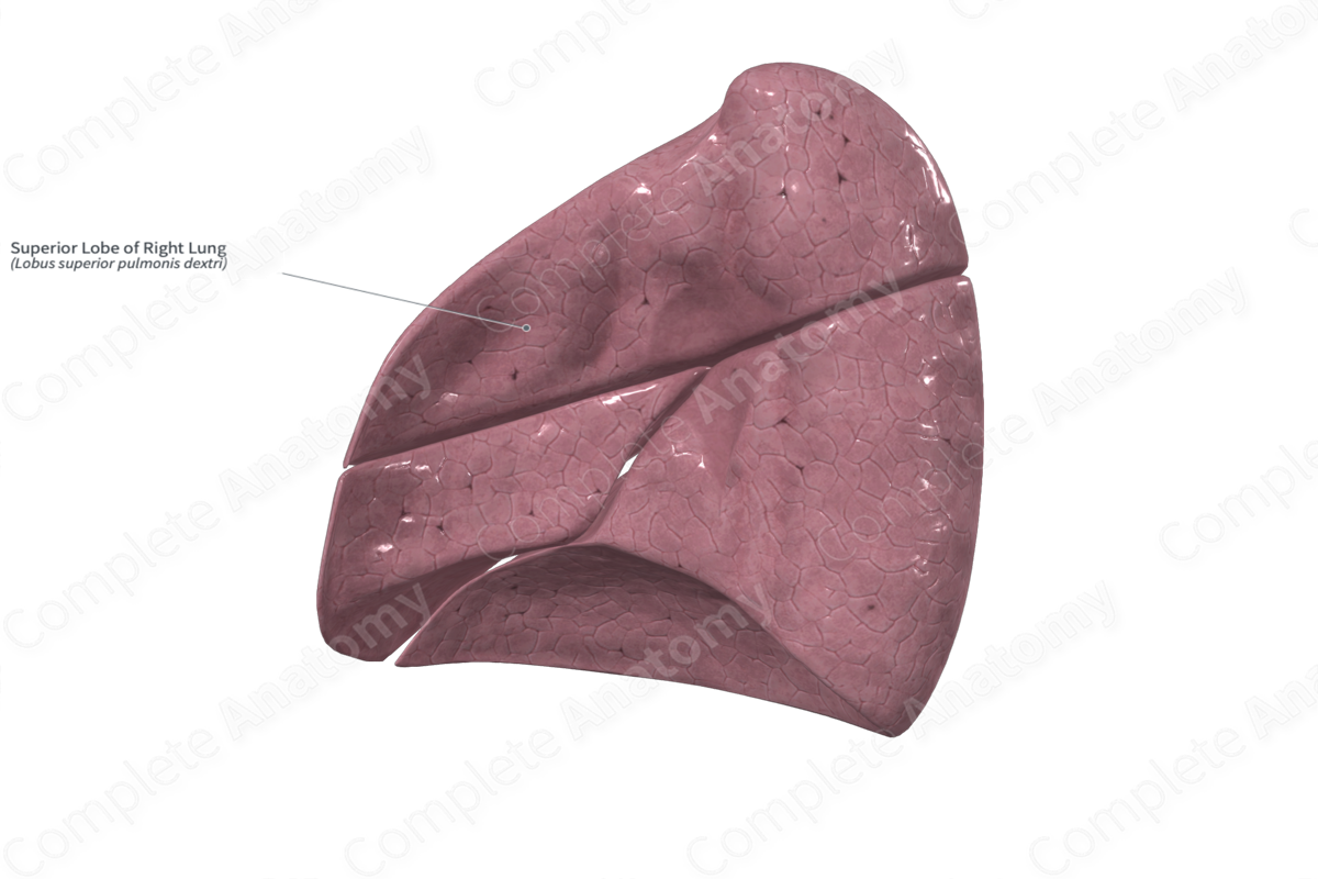 Superior Lobe of Right Lung