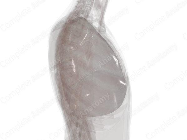 Parietal Pleura (Right Lung)
