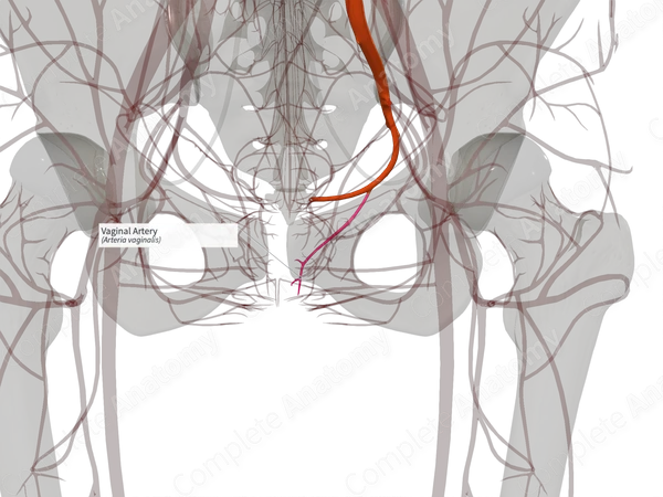 Vaginal Artery (Right)