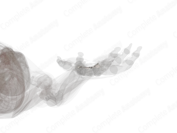 Palmar Intercarpal Ligaments (Left)
