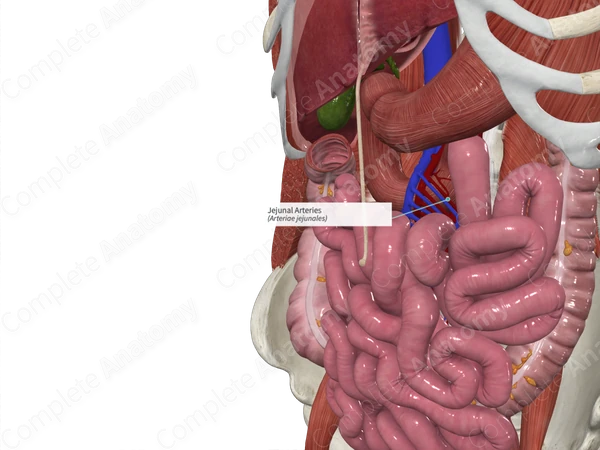 Jejunal Arteries