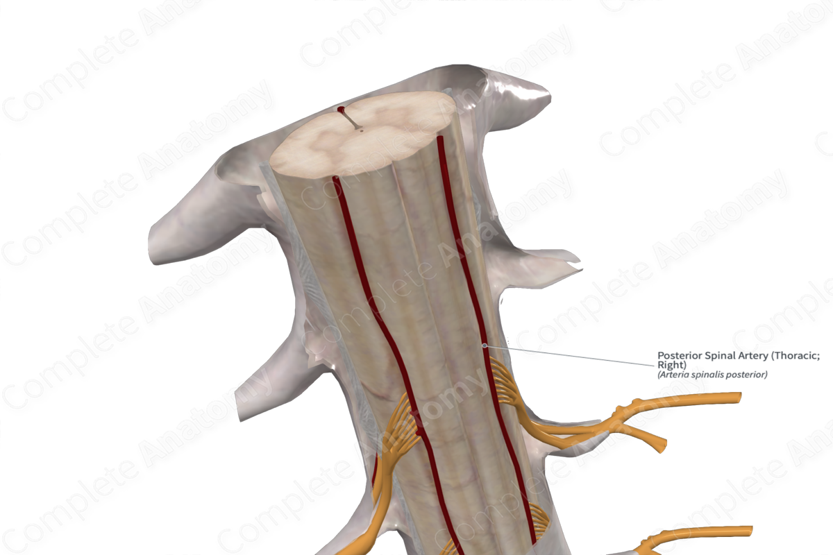 Posterior Spinal Artery (Thoracic; Right)