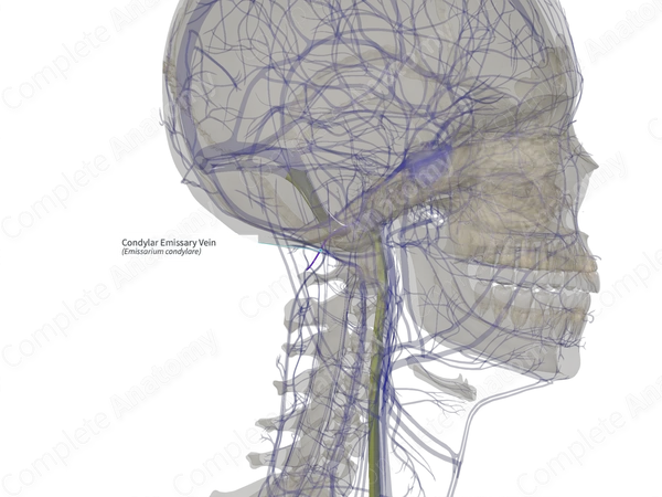 Condylar Emissary Vein (Right)