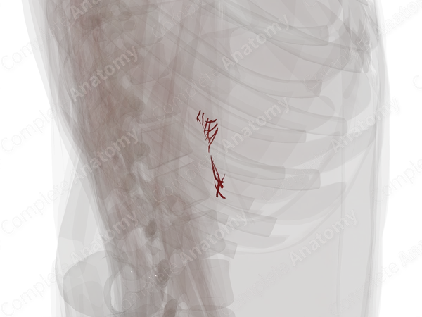 Arteries of Suprarenal Glands