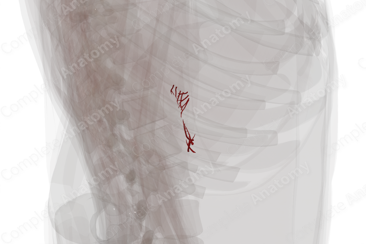 Arteries of Suprarenal Glands