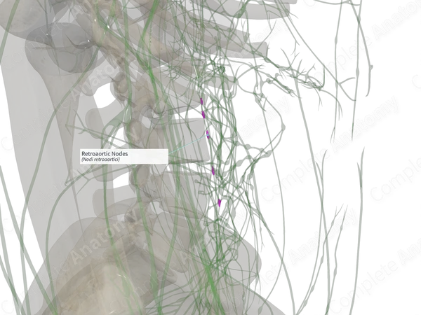 Retroaortic Nodes