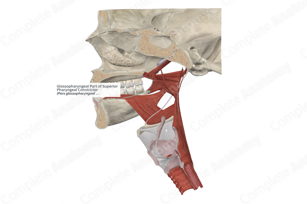 Glossopharyngeal Part of Superior Pharyngeal Constrictor 