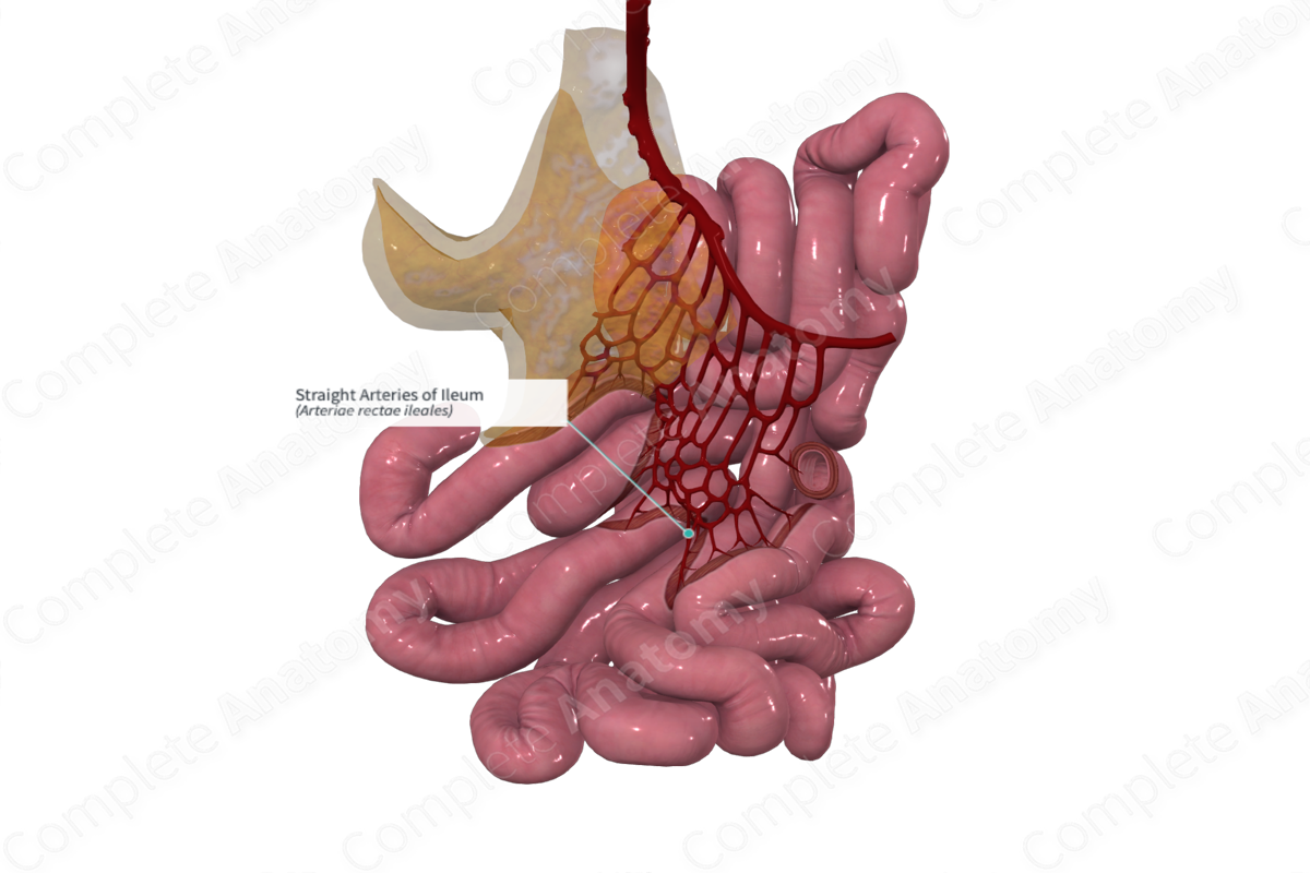 Straight Arteries of Ileum