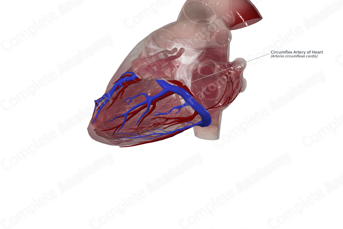 Circumflex Artery of Heart