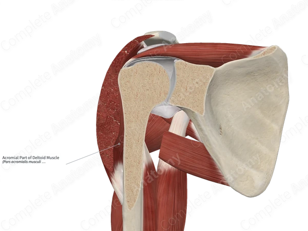 Acromial Part of Deltoid Muscle