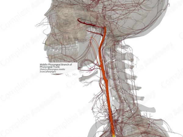 Middle Pharyngeal Branch of Pharyngeal Trunk (Left)
