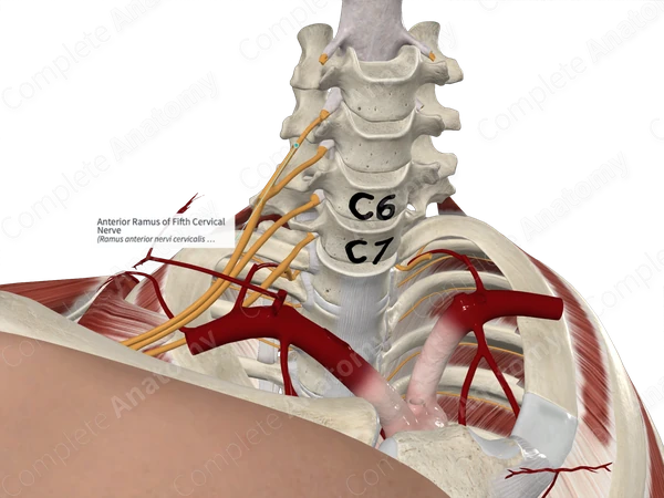 Anterior Ramus of Fifth Cervical Nerve 