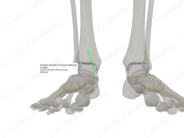 Tendon Sheath of Flexor Hallucis Longus (Right)
