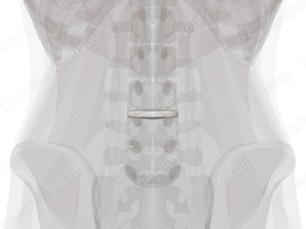 Intervertebral Symphysis (L3-L4)