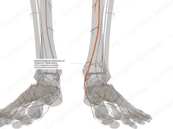 Medial Malleolar Branches of Posterior Tibial Artery (Left)
