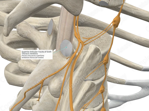 Superior Articular Facets of Sixth Thoracic Vertebra
