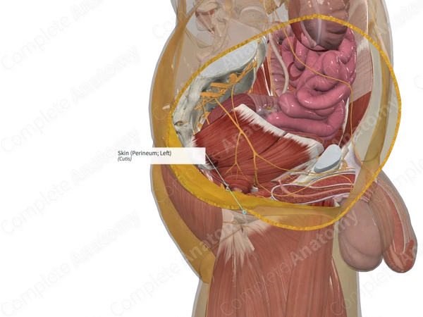 Skin (Perineum; Left)