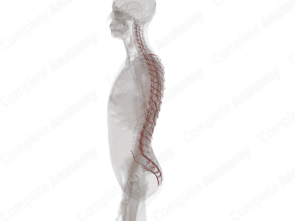Arteries of Back