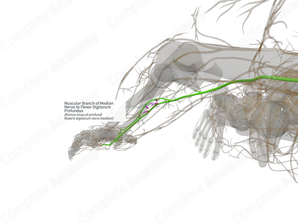 Muscular Branch of Median Nerve to Flexor Digitorum Profundus (Right)