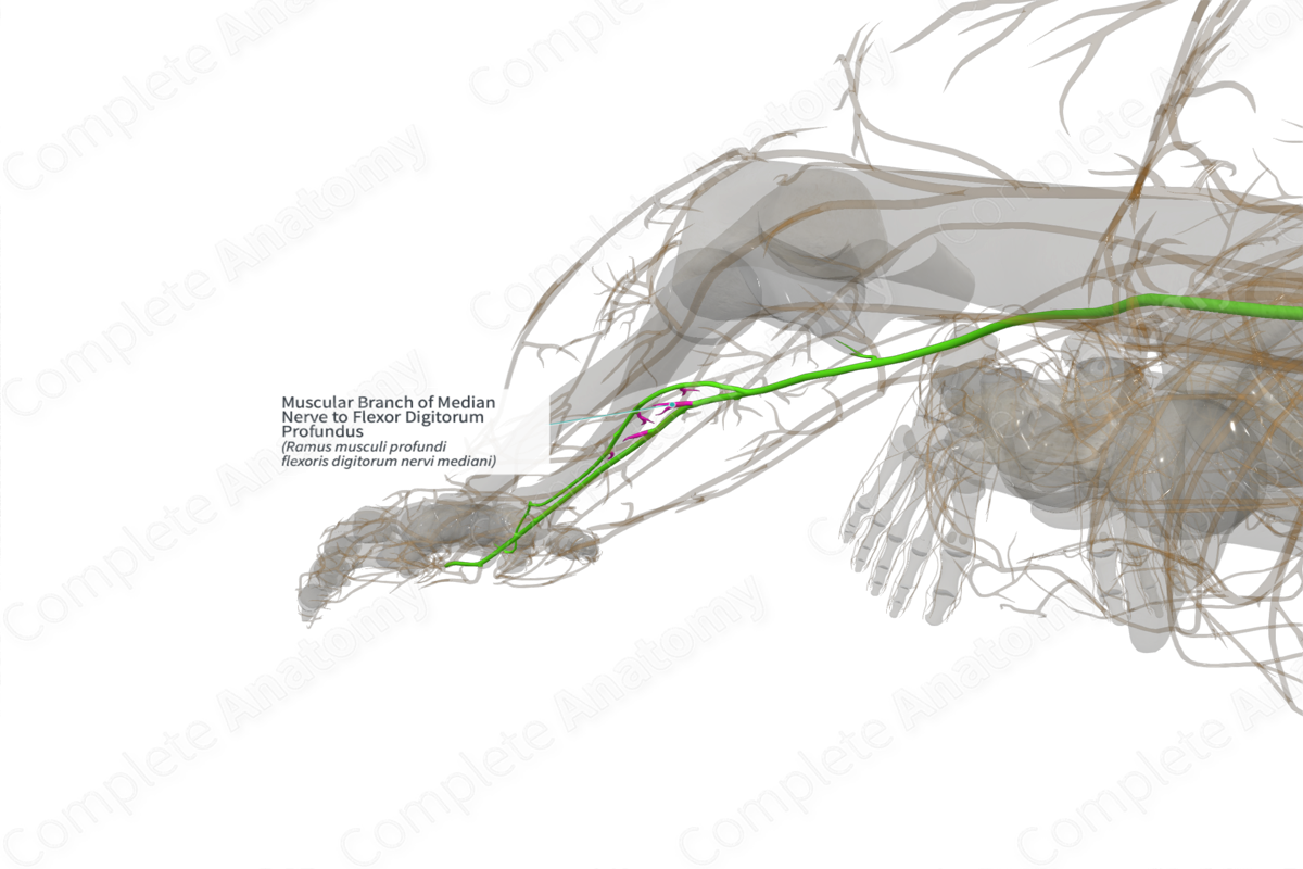 Muscular Branch of Median Nerve to Flexor Digitorum Profundus (Right)