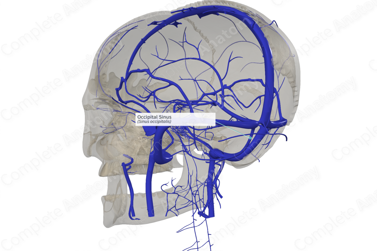 Occipital Sinus