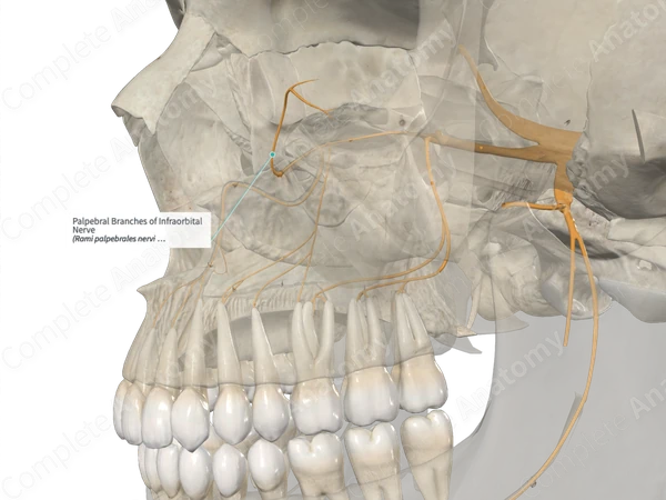 Palpebral Branches of Infraorbital Nerve 