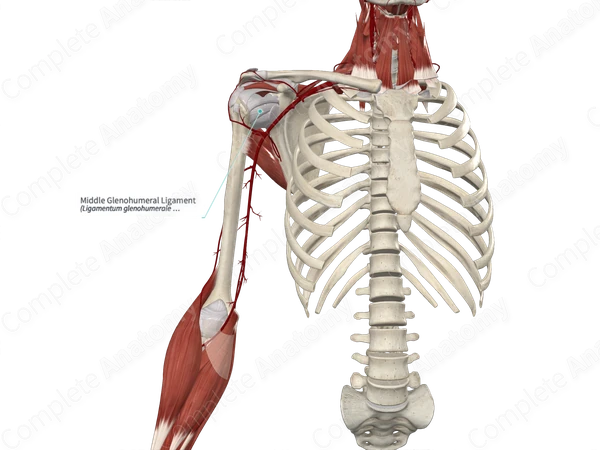 Middle Glenohumeral Ligament 