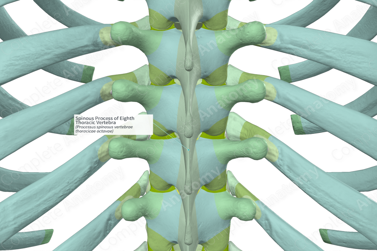 Spinous Process of Eighth Thoracic Vertebra