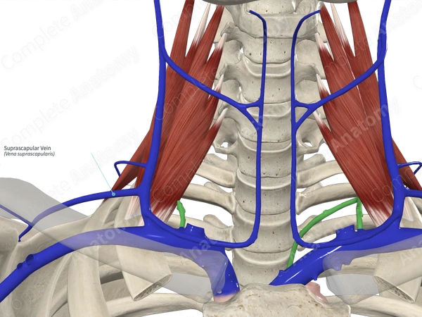 Suprascapular Vein