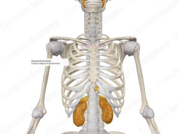 Pararenal Fat Body