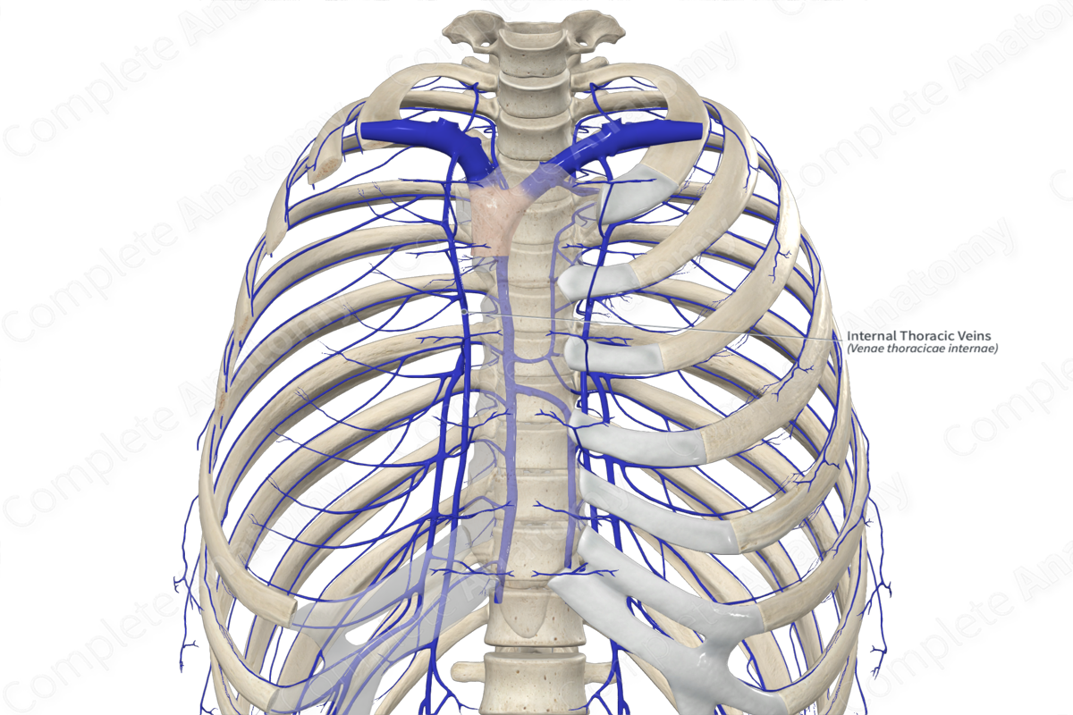 Internal Thoracic Veins 