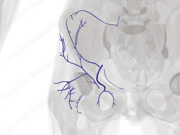 Veins of Pelvic Girdle (Left)