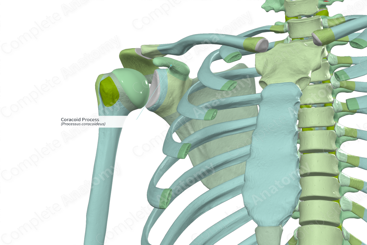 Coracoid Process Complete Anatomy