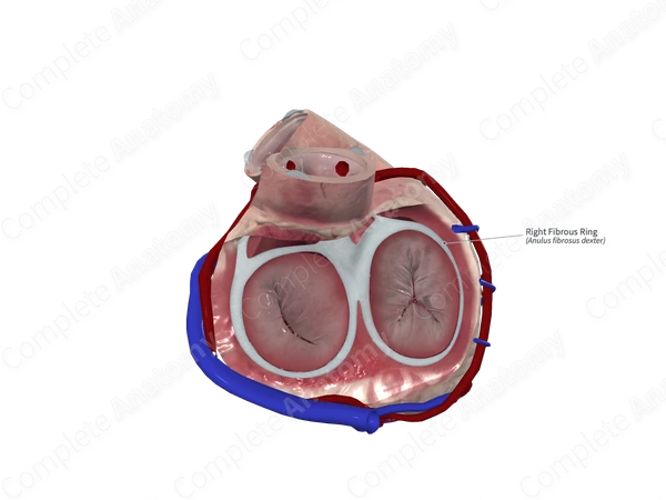 Right Fibrous Ring