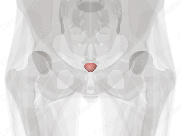 Cervix of Uterus
