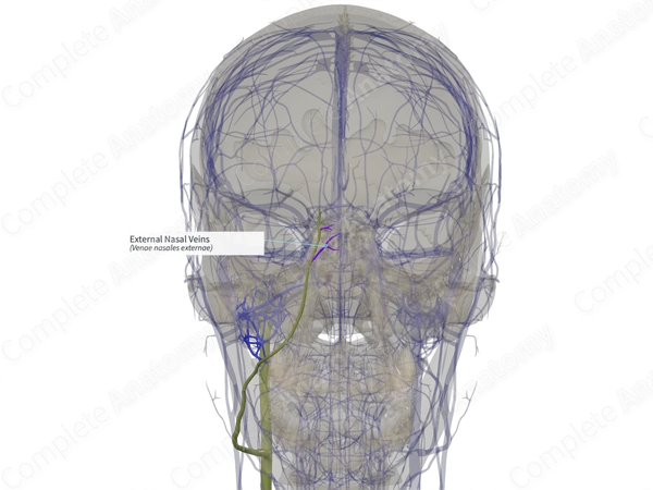 External Nasal Veins (Right)